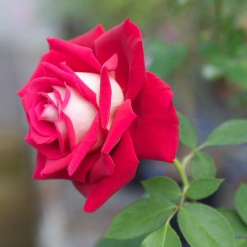 Beautiful Osiria Roses Grow With Both Red And White Petals