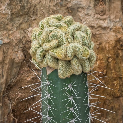 This ‘Brain Cactus’ Would Be The Weirdest But Coolest Addition To Your Plant Collection