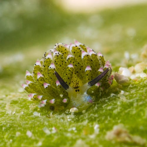 ‘Leaf Sheep’ Are Little Slugs That Eat So Much Algae, They Can Photosynthesize