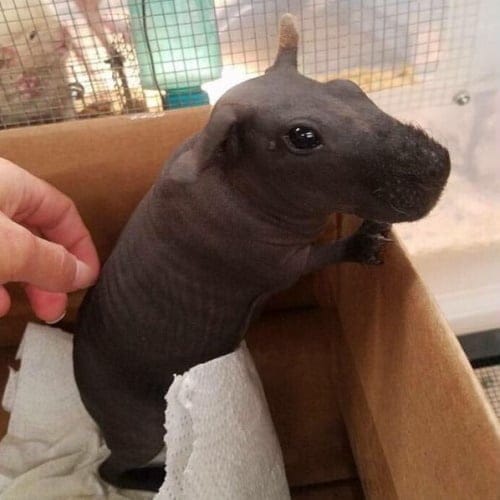 Skinny Pigs Are Hairless Guinea Pigs That Look Like Adorable Little Hippos