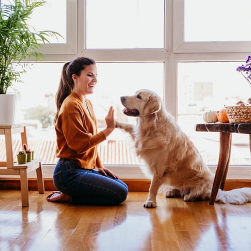 Most Pet Owners Have Canceled Plans To Hang Out With Their Dogs And Cats, Survey Finds
