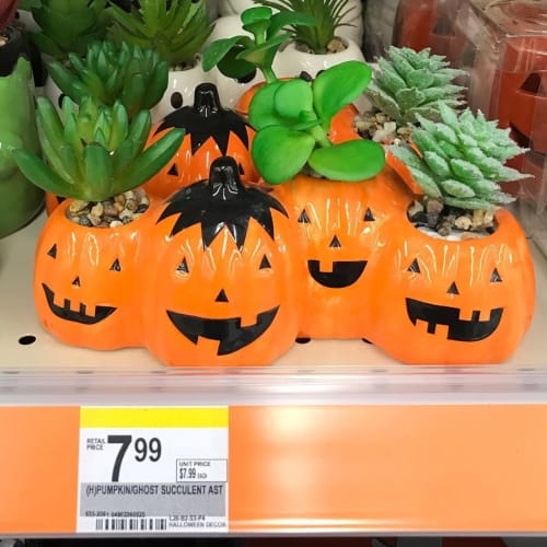 Walgreens Is Selling Pumpkin And Ghost Succulent Planters For Halloween