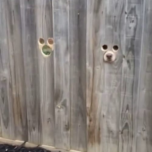 Dog Owner Cuts Holes In Fence So Her Pups Can Watch For Her To Come Home