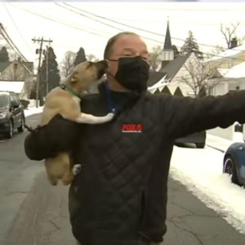 Adorable Puppy Named Pierogi Crashes Live Weather Report And People Can’t Get Enough