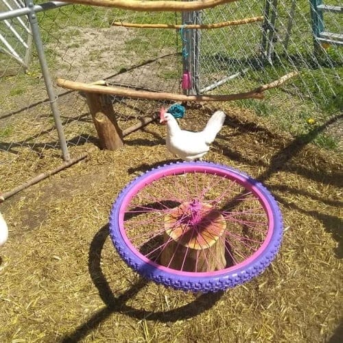 People Are Making Merry-Go-Rounds For Their Pet Chickens Out Of Old Bike Wheels And They Love It