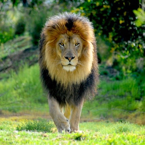 8% Of Americans Say They Think They Could Beat A Lion In A Fist Fight