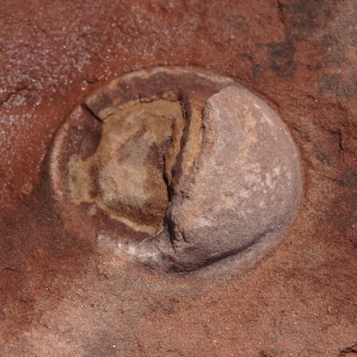 Perfectly Preserved Dinosaur Embryo Discovered Inside 72-Million-Year-Old Egg