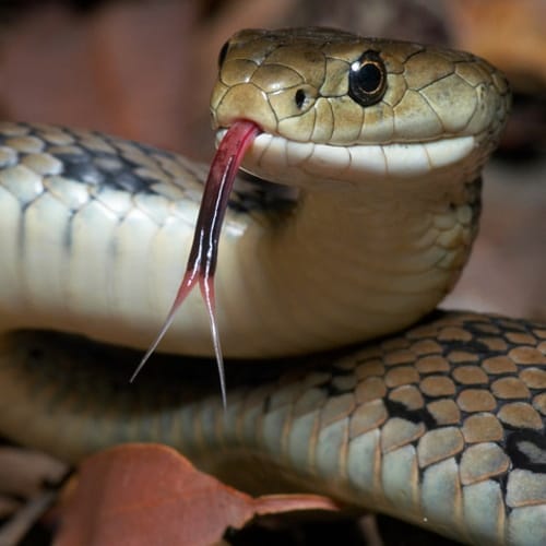 Woman Found Naked From The Waist Down Claimed Snakes Ate Her Pants