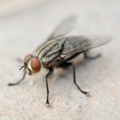 Elderly Man Blows Up Part Of His House Trying To Kill Fly With Electric Swatter
