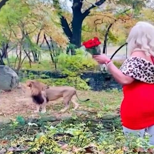 Woman Climbs Into Lion Enclosure At Zoo With 2 Dozen Roses And Throws $1 Bills At ‘King’ Cat