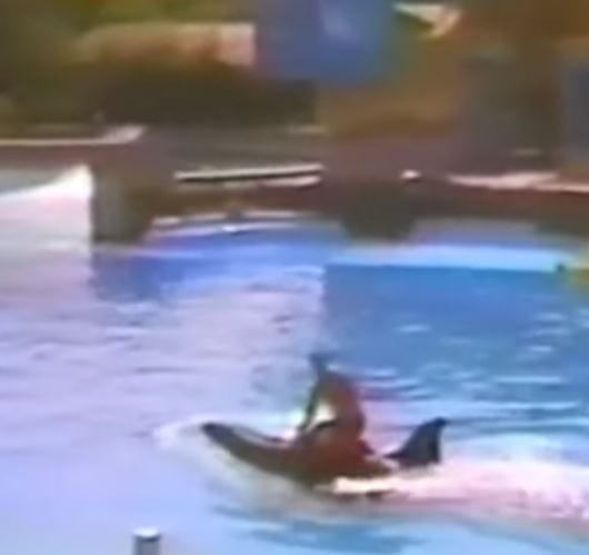 SeaWorld Trainer Yells ‘My Neck Is Broken’ After She’s Body Slammed By Dangerous Orca