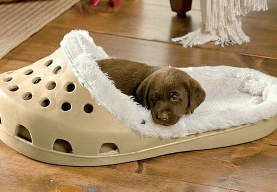 You Can Now Get Your Slipper-Loving Dog A Giant Croc-Shaped Bed