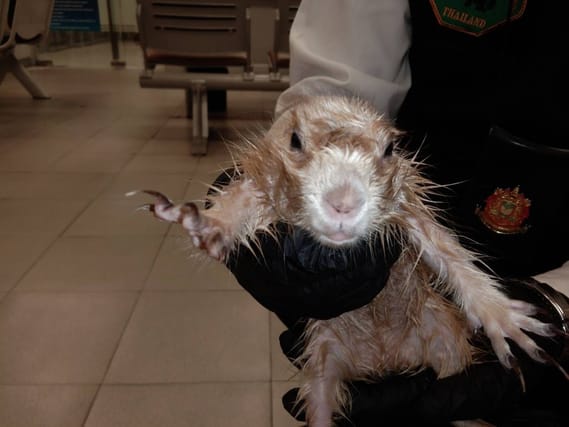smuggled prairie dog bangkok airport