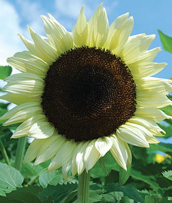 Coconut Ice Sunflowers Will Keep Your Summer Garden Looking Beautifully Cool
