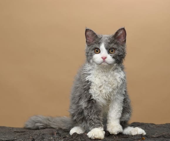 poodle cat