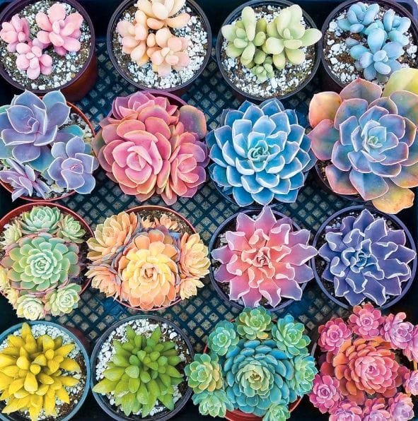 This 2,000 Piece Succulent Puzzle Is A Beautifully Colorful Addition To Your Real Plant Collection