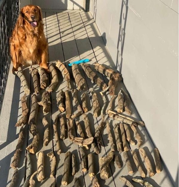 Bruce The Golden Retriever Loves Showing Off His Stick Collection