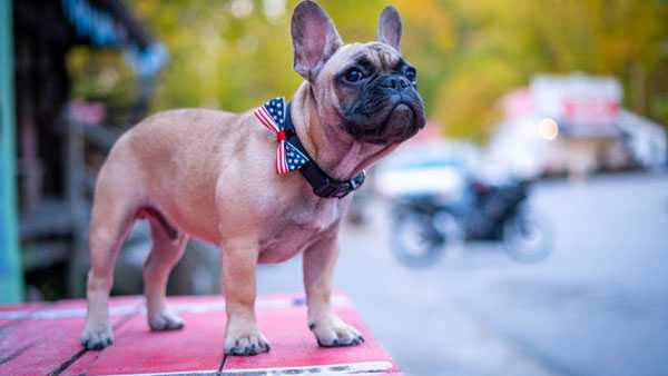 Kentucky Town Elects French Bulldog Named Wilbur As Its New Mayor