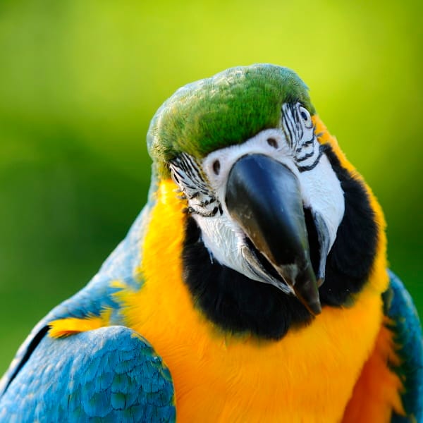 Police Apprehend Lookout Parrot For Warning Drug Dealers They Were About To Get Caught