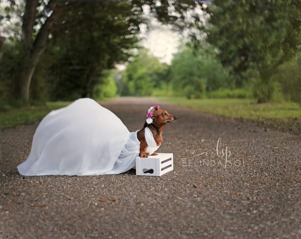 daschund photoshoot