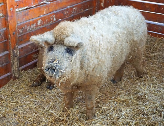 sheep pig