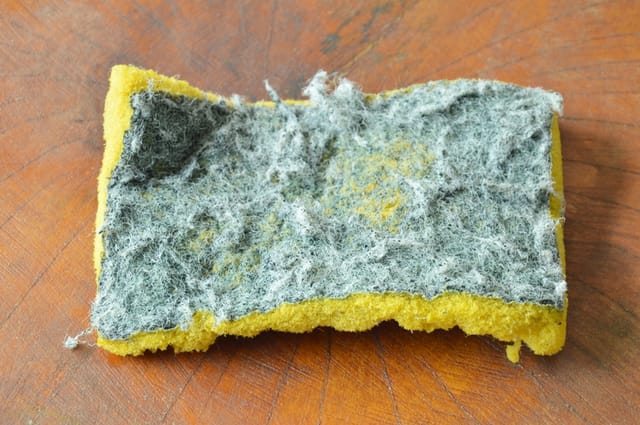 An old dirty sponge.