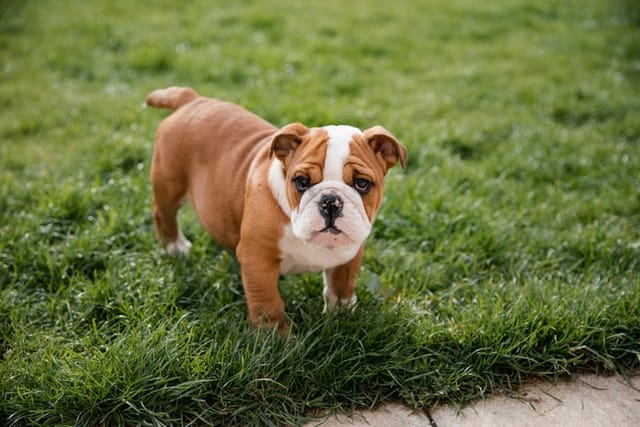 bulldog puppy in grass outside