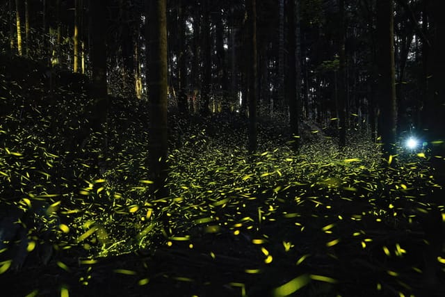 Fireflies glitter in a forest