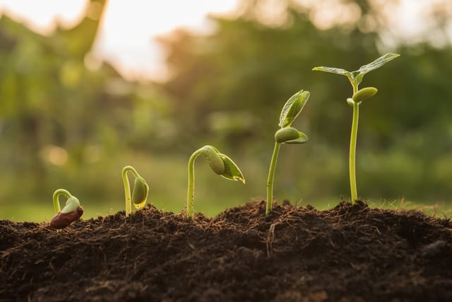 Little seedlings growing in a garden.