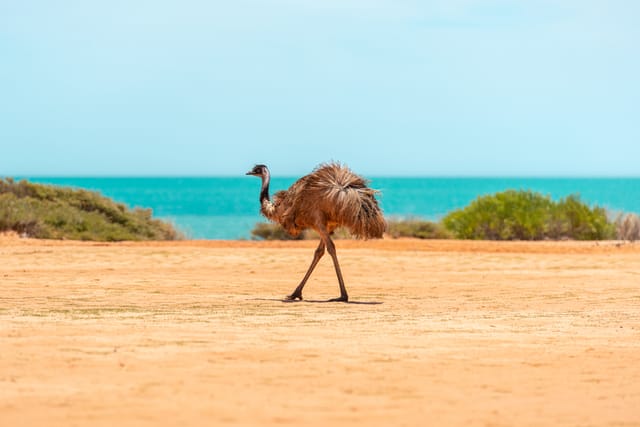 Wild emu walking on the sand near the coastline.