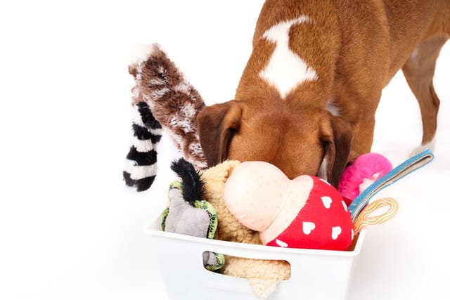 Brown dog with snout in a basket of dog toys.