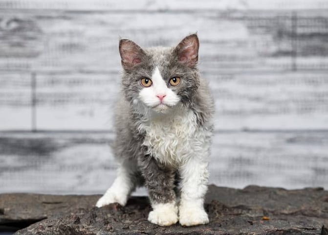 poodle cat