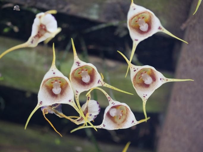 These Orchids Look Like Little Monkey Faces And They Might Be The Cutest Flowers Ever