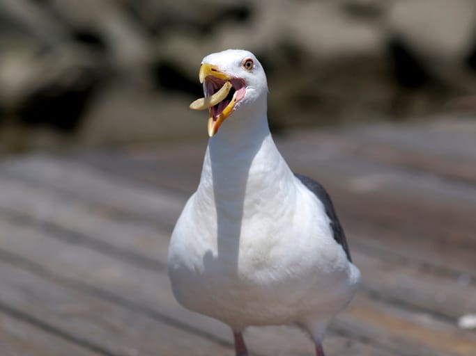 Seagull Steals Food Right Out Of Man’s Mouth And People Are Losing It