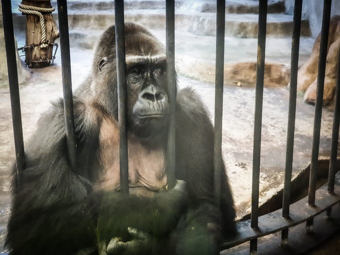 ‘World’s Loneliest Gorilla’ Spends Another Christmas Behind Bars