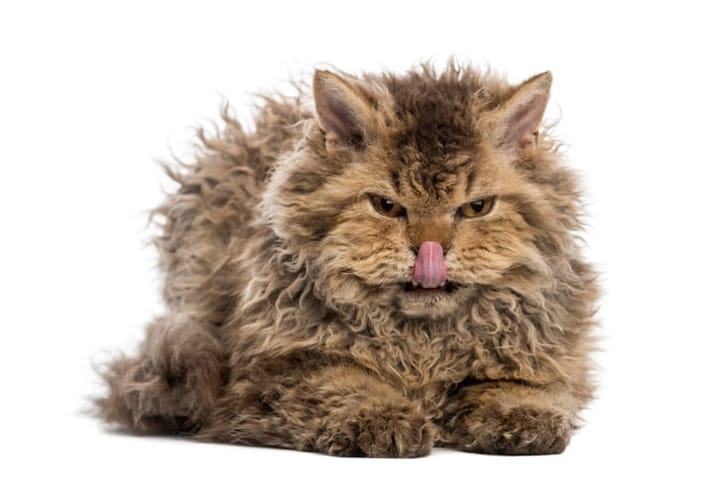 poodle cats