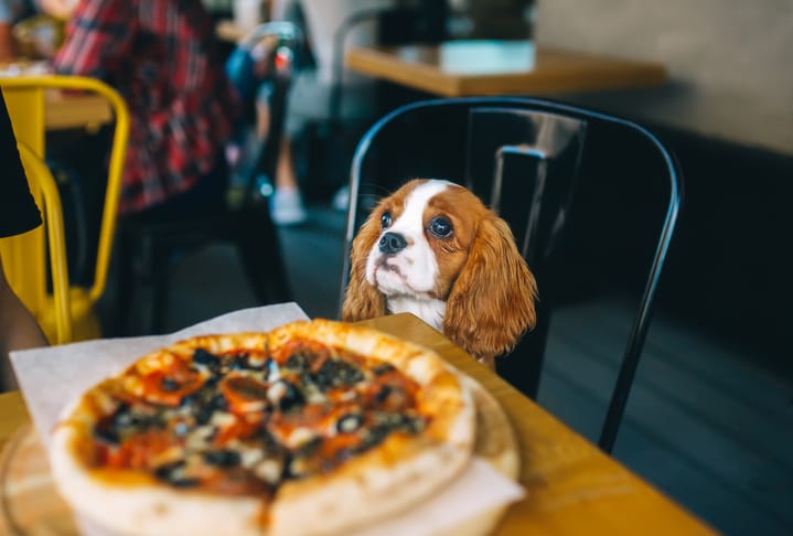 Restaurant Customer Spots Guy On Adorable Dinner Date With His Dog