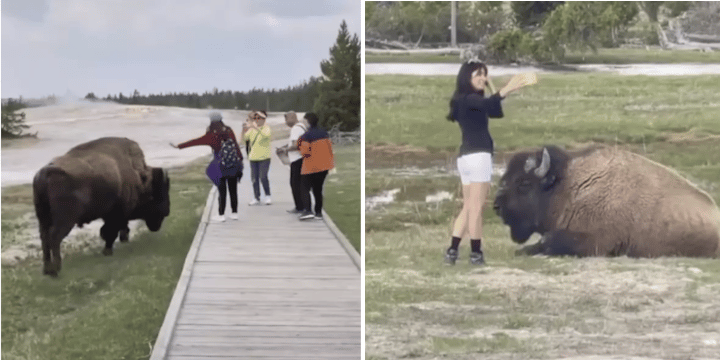 Clueless Tourists Nearly Gored By Bison After ‘Trying To Pet’ Animals And Take Selfies
