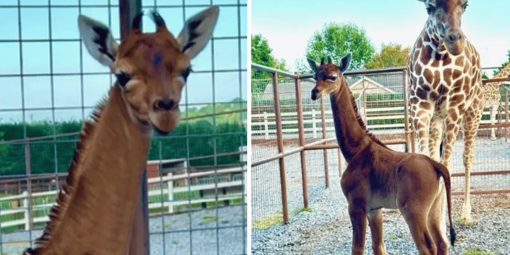 The World’s Only Spotless Giraffe Has Been Born In The US