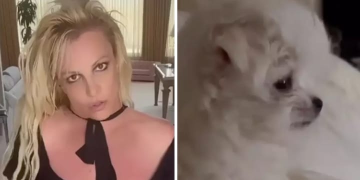PETA Slams Britney Spears For Getting New Dog After Sam Asghari Split