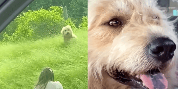 Family Rescues Big Fluffy Dog From Side Of The Road After Owners Abandon Him