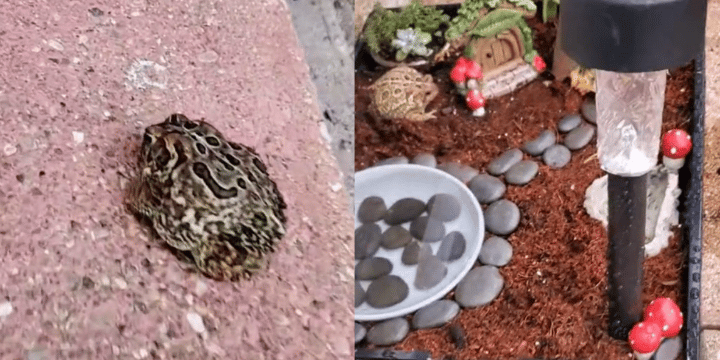 Toad Comes To Woman’s Patio Every Day For 3 Years, So She Builds Him A House