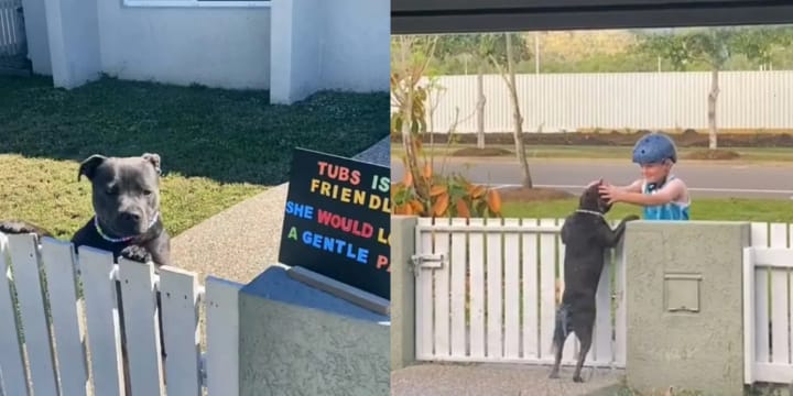Adorable Staffy Lives For Pets, So Owner Puts Up Sign And Films Reaction From Passers-By