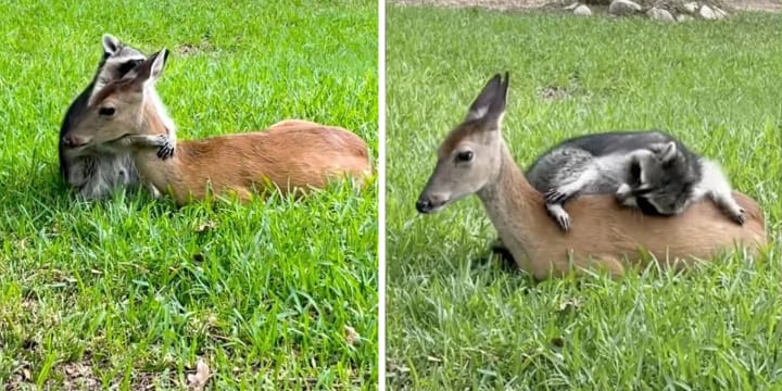 Every Day, This Rescued Raccoon Comforts A Baby Deer That Lost Her Mom