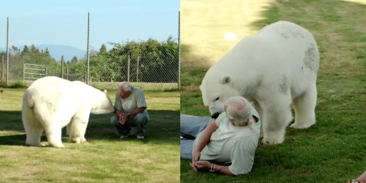 Polar Bear Loves Her Human Dad So Much That She Purrs When She’s With Him