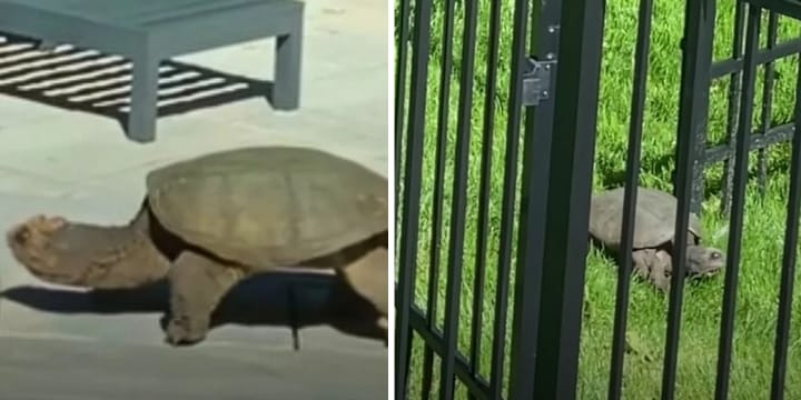 Incredible Giant Snapping Turtle Visits Family’s Yard And Gives Them Biggest Surprise