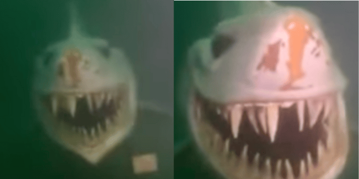 Hilariously Evil Genius Hides Shark Statue At Bottom Of Lake To Terrify Divers