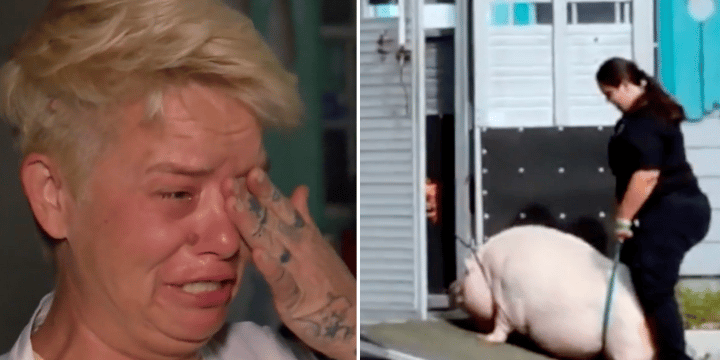 Florida Woman Devastated After Authorities Confiscate Her 400-Lb Pet Pig, “Pork Chop”