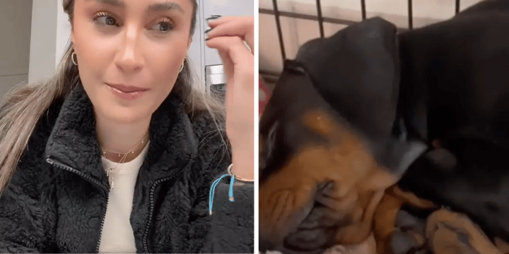 Woman Sparks Debate After Revealing Stranger Offered Her $200K For Her Dog