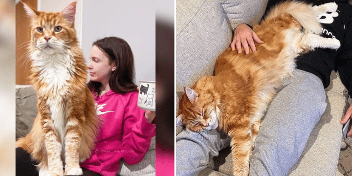 Couple Adopts Tiny Kitten Not Realizing He’d Grow Into The World’s Longest Cat